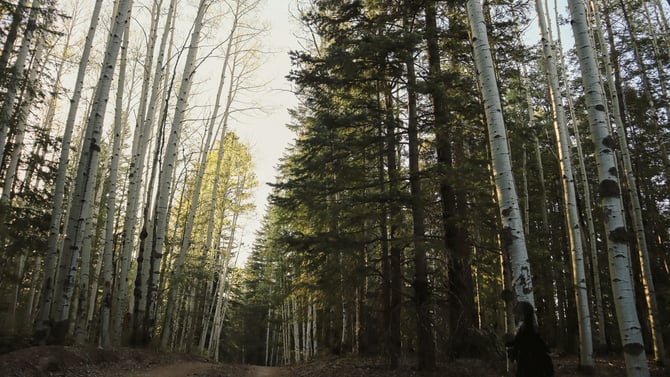 The Best Hikes Near Pinetop-Lakeside, AZ